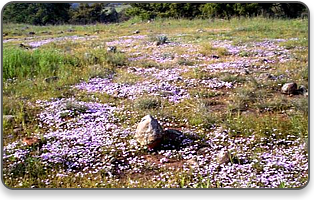 The Vniversity - provide you with innovative instruction using virtual worlds and real imaginations.